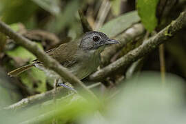 Moustached Babbler