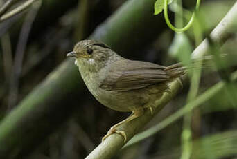 Alcippe de Gould