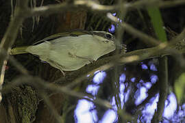 Pied Shrike-babbler