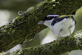 Pied Shrike-babbler