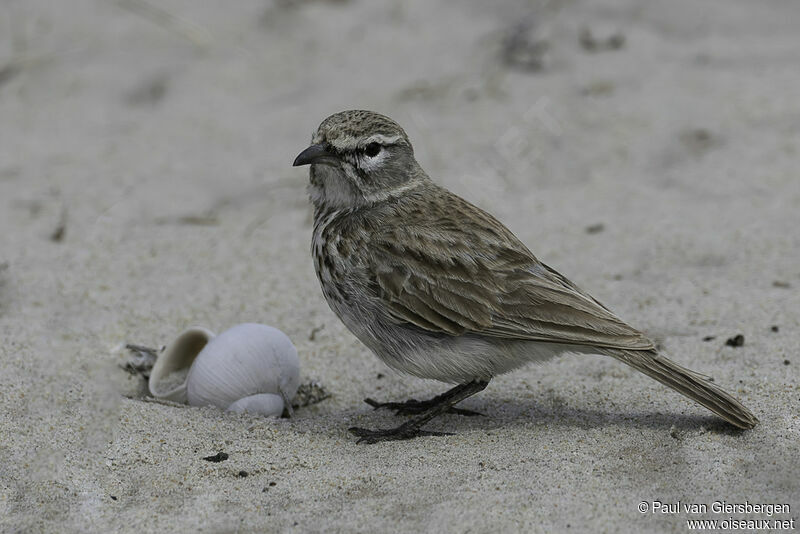 Dune Larkadult