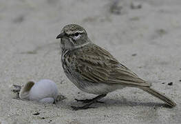 Dune Lark