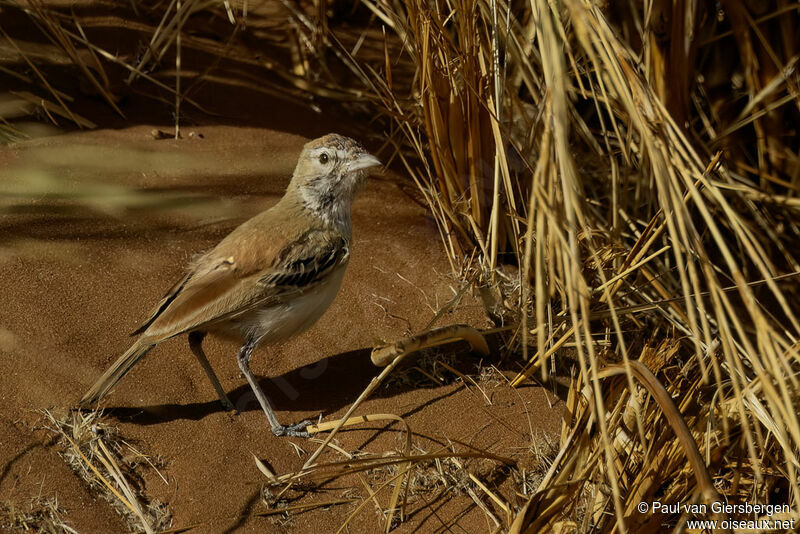 Dune Lark