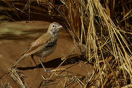 Dune Lark