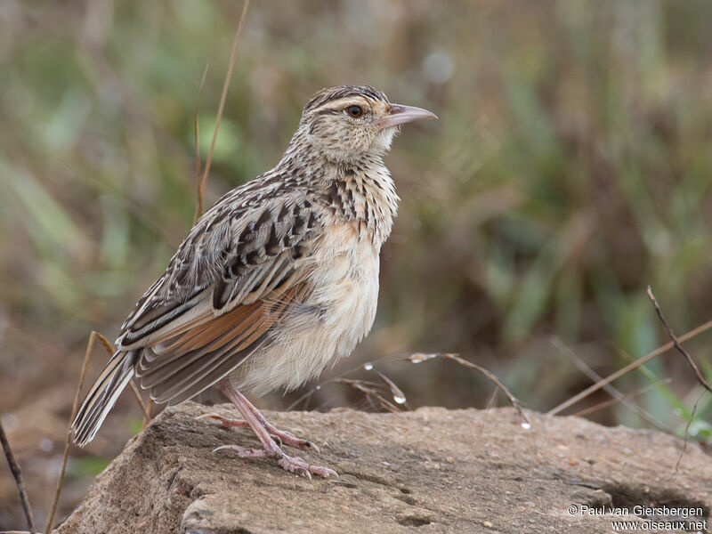 Alouette de Hartertadulte, identification