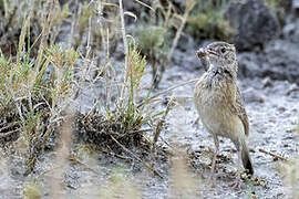 Eastern Clapper Lark