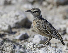 Spike-heeled Lark