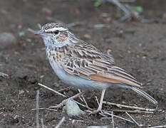 Fawn-colored Lark