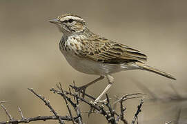 Fawn-colored Lark