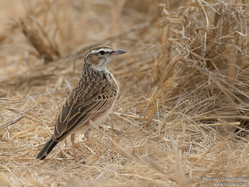 Fawn-colored Larkadult