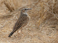 Fawn-colored Lark