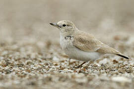 Gray's Lark