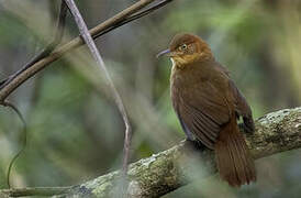 Henna-capped Foliage-gleaner