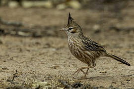 Lark-like Brushrunner