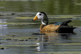 African Pygmy Goose