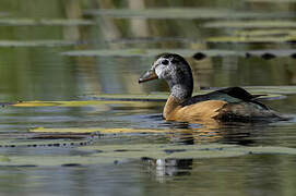 African Pygmy Goose