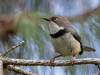 Apalis à collier