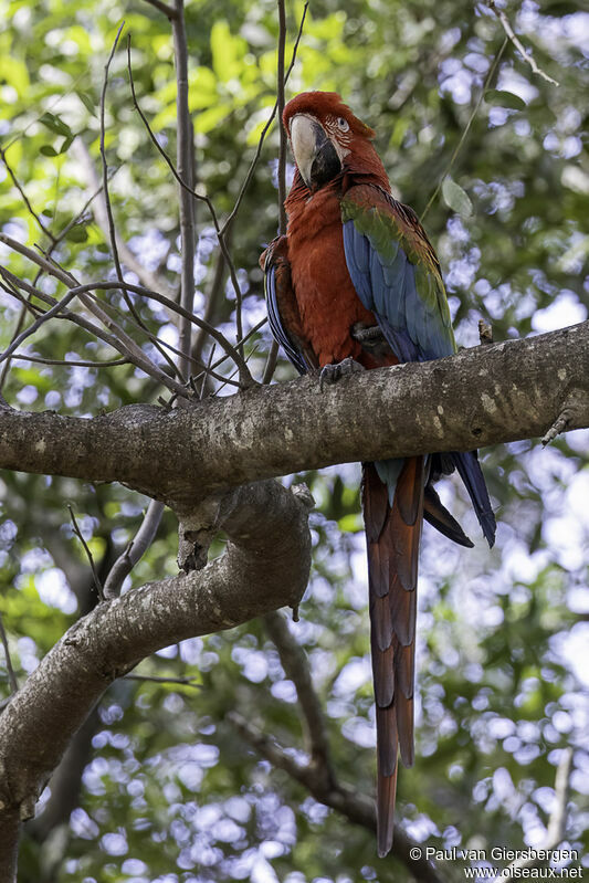 Ara chloroptèreadulte