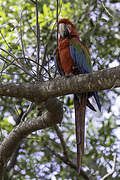 Red-and-green Macaw