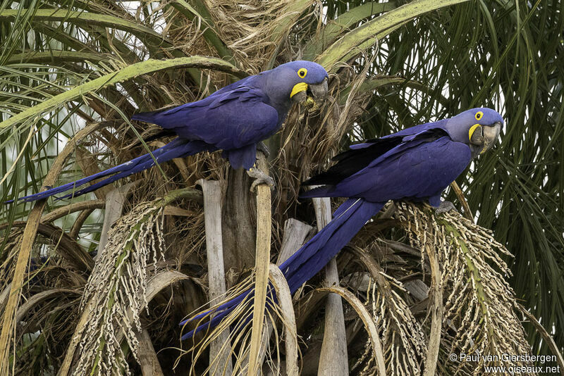 Hyacinth Macawadult