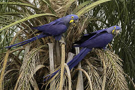 Hyacinth Macaw