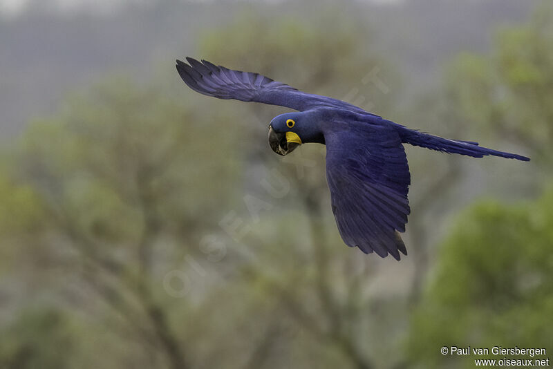 Hyacinth Macawadult