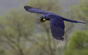 Hyacinth Macaw