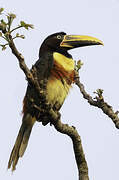 Chestnut-eared Aracari