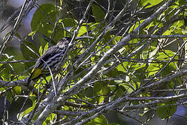 Whitehead's Spiderhunter