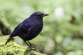 Javan Whistling Thrush