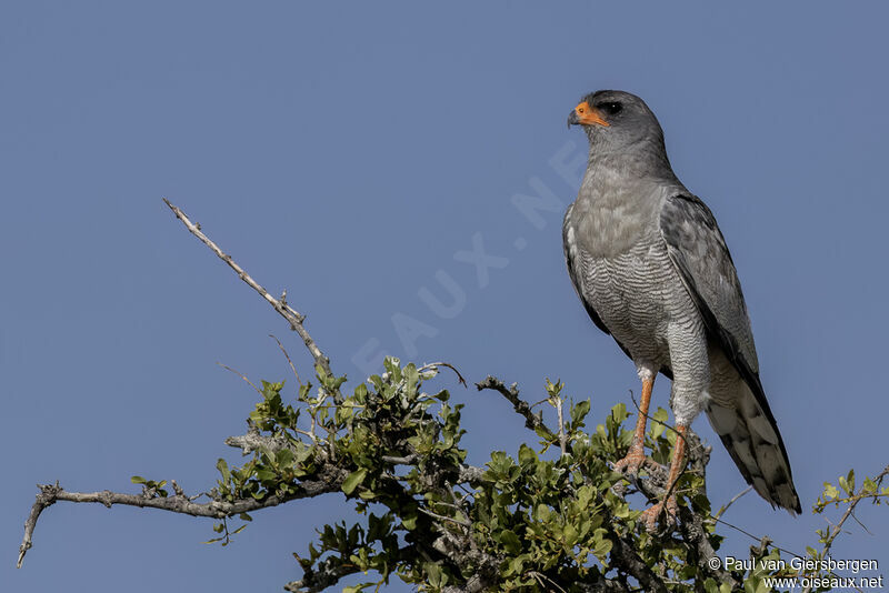 Pale Chanting Goshawkadult