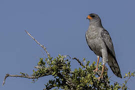 Pale Chanting Goshawk