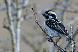 Acacia Pied Barbet