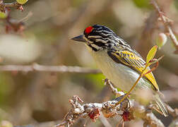 Northern Red-fronted Tinkerbird