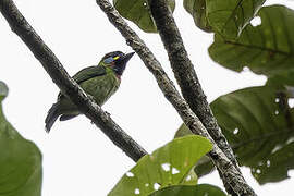 Bornean Barbet