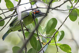 Black-eared Barbet