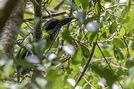 Red-crowned Barbet