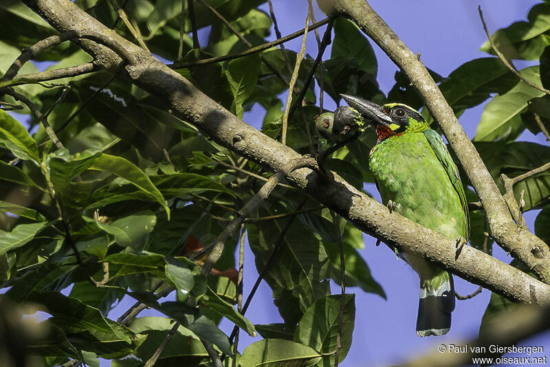 Black-banded Barbetadult