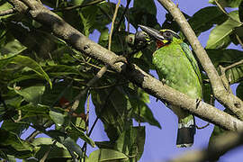 Black-banded Barbet