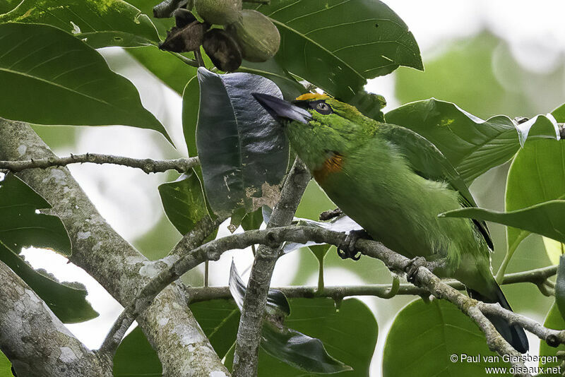 Flame-fronted Barbetadult