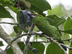 Flame-fronted Barbet