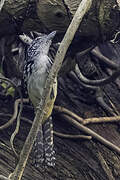 Spot-backed Antshrike