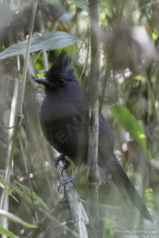 Tufted Antshrike male adult