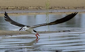 African Skimmer