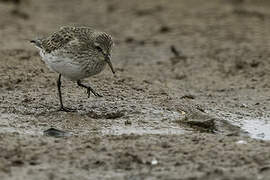 White-rumped Sandpiper