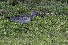 Great Knot