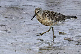 Red Knot