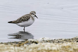 Little Stint