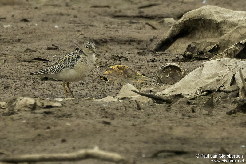 Buff-breasted Sandpiperadult