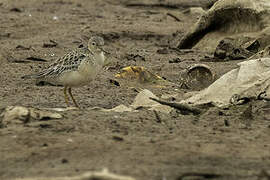 Buff-breasted Sandpiper